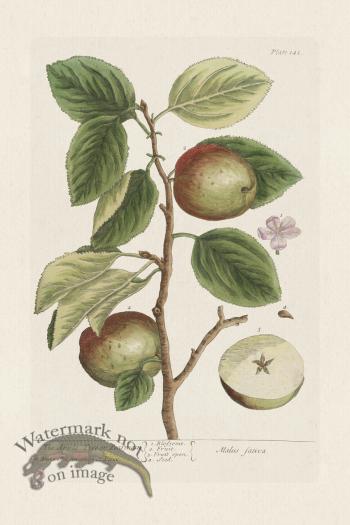 BEE 141 The Apple Tree